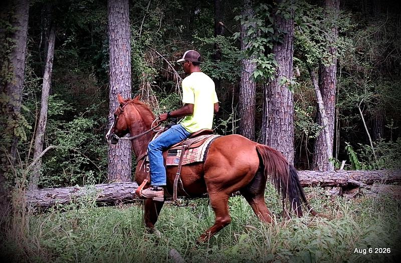 💛🐴 Scarlet • Ranch Experienced, Trail Ready & Ready to Ride💛