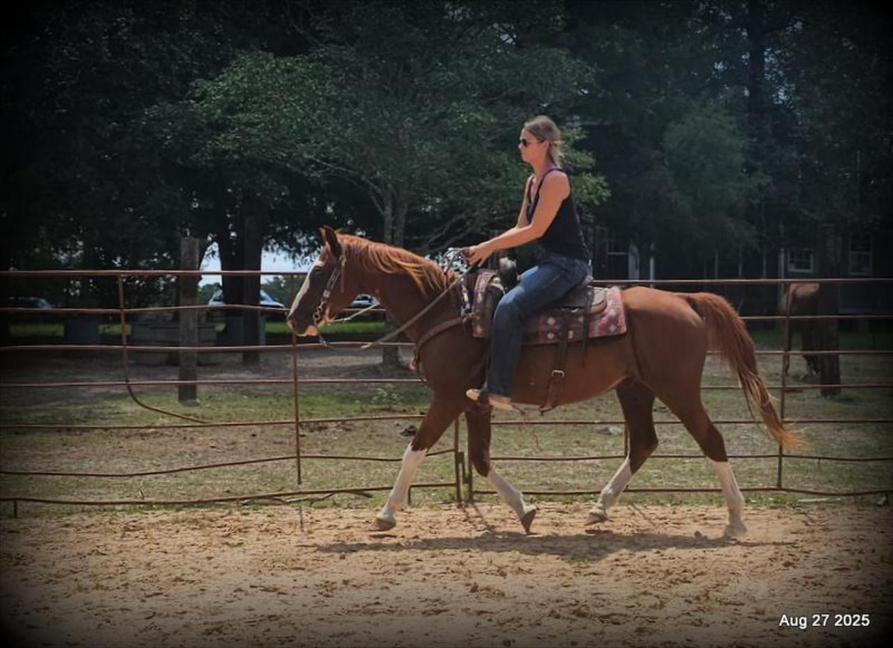 Cooper Amazing Beginners Horse