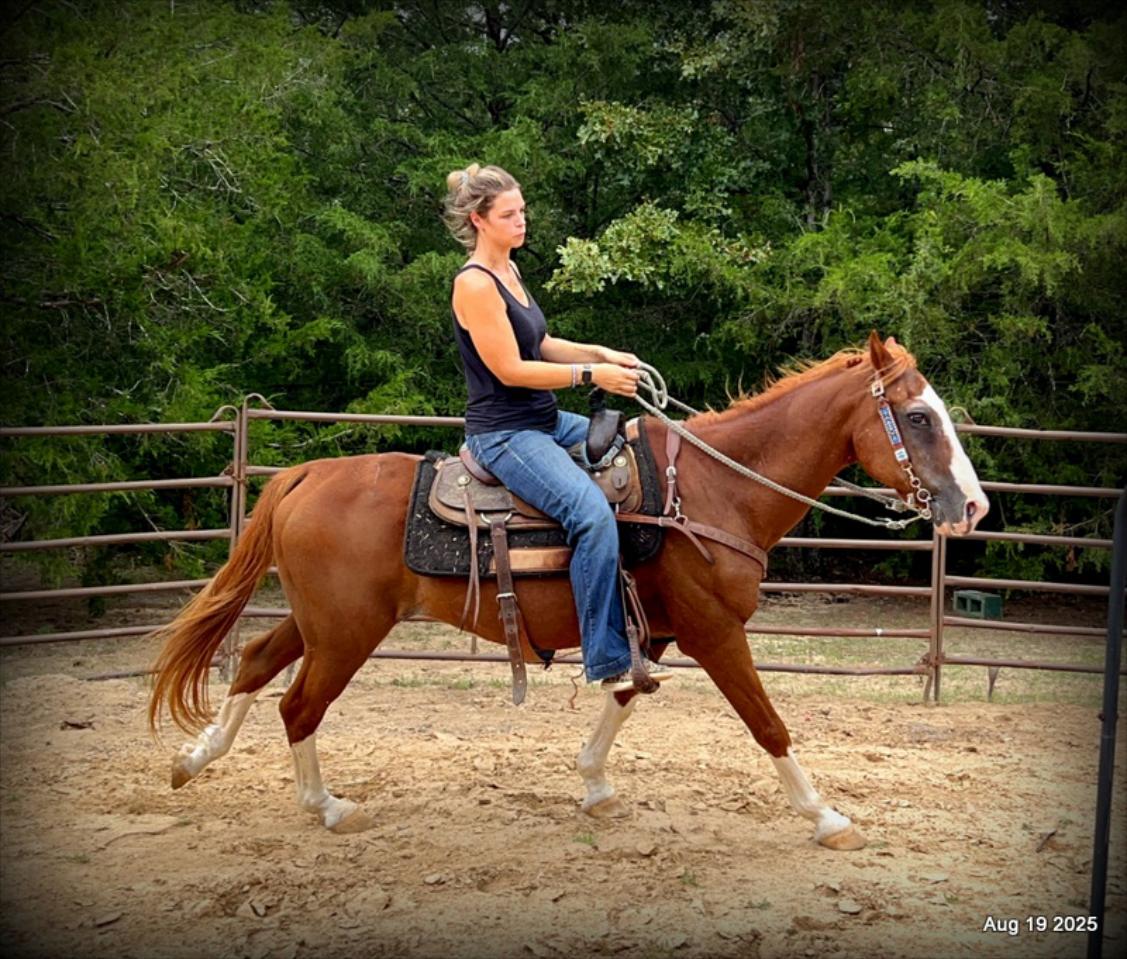 Cooper Amazing Beginners Horse