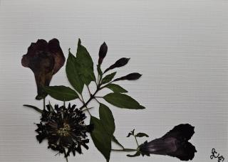 Potpourri Series Cards 10 pack print cards