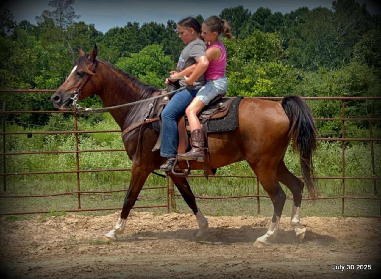 Cash- 11 Year Old Arabian Cross