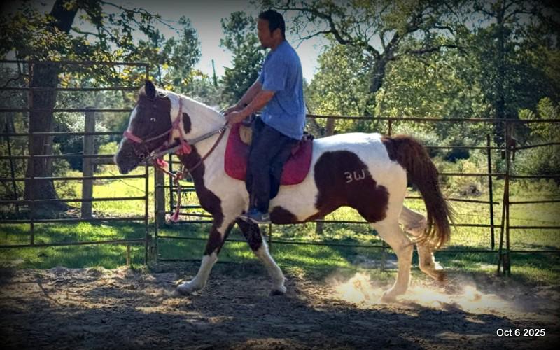 Jazzy – A Warrior Seeking Her Second Chance