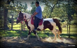 Jazzy – A Warrior Seeking Her Second Chance