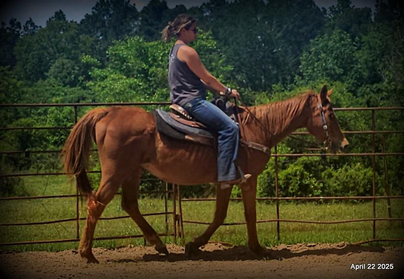 Belle’s Story: A Heart That Never Gave Up