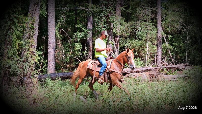 💚Blair • Beginner Safe, Seasoned Trail Mare💚
