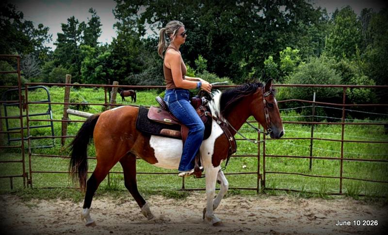 🧡Coca🧡Solid, Sensible Trail Mare 🌟