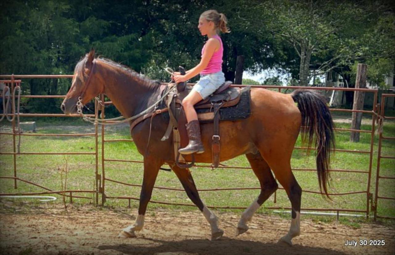 Cash- 11 Year Old Arabian Cross