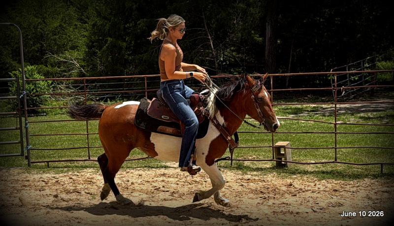 🧡Coca🧡Solid, Sensible Trail Mare 🌟
