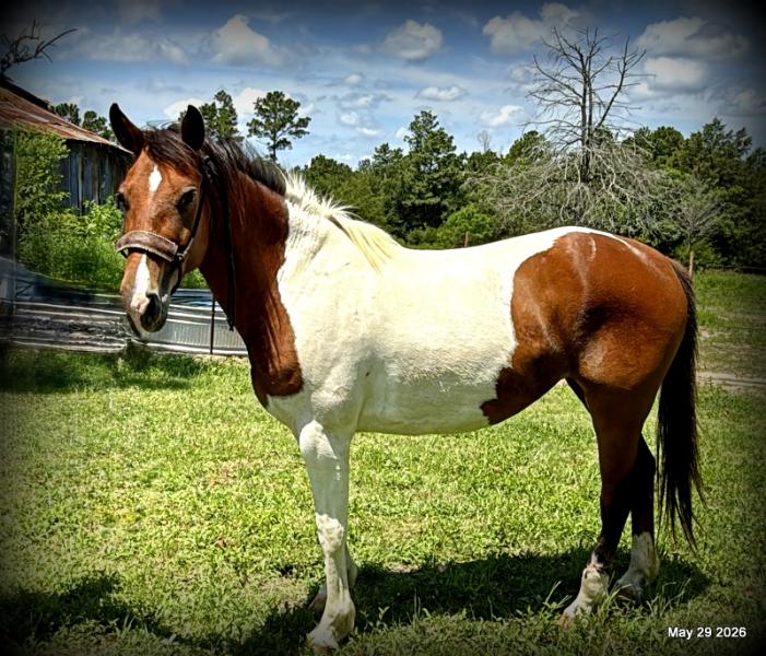 🧡Coca🧡Solid, Sensible Trail Mare 🌟