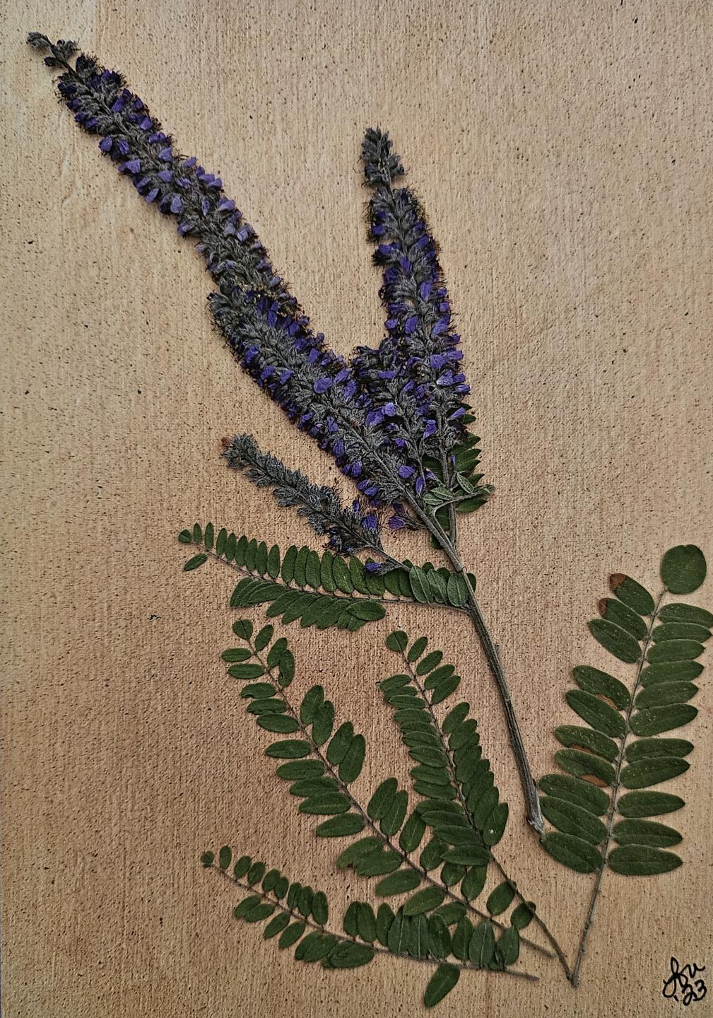 South Dakota Wildflower Series Cards 10 pack print cards