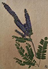 South Dakota Wildflower Series Cards 10 pack print cards