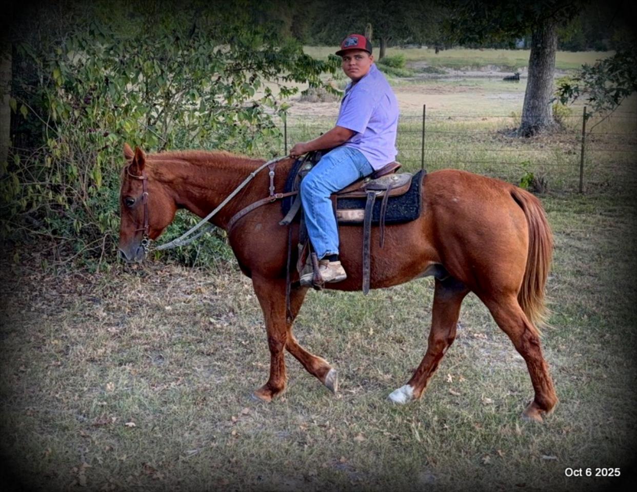 Biggie – Ranch-Tested, Family-Safe, and Ready to Ride!