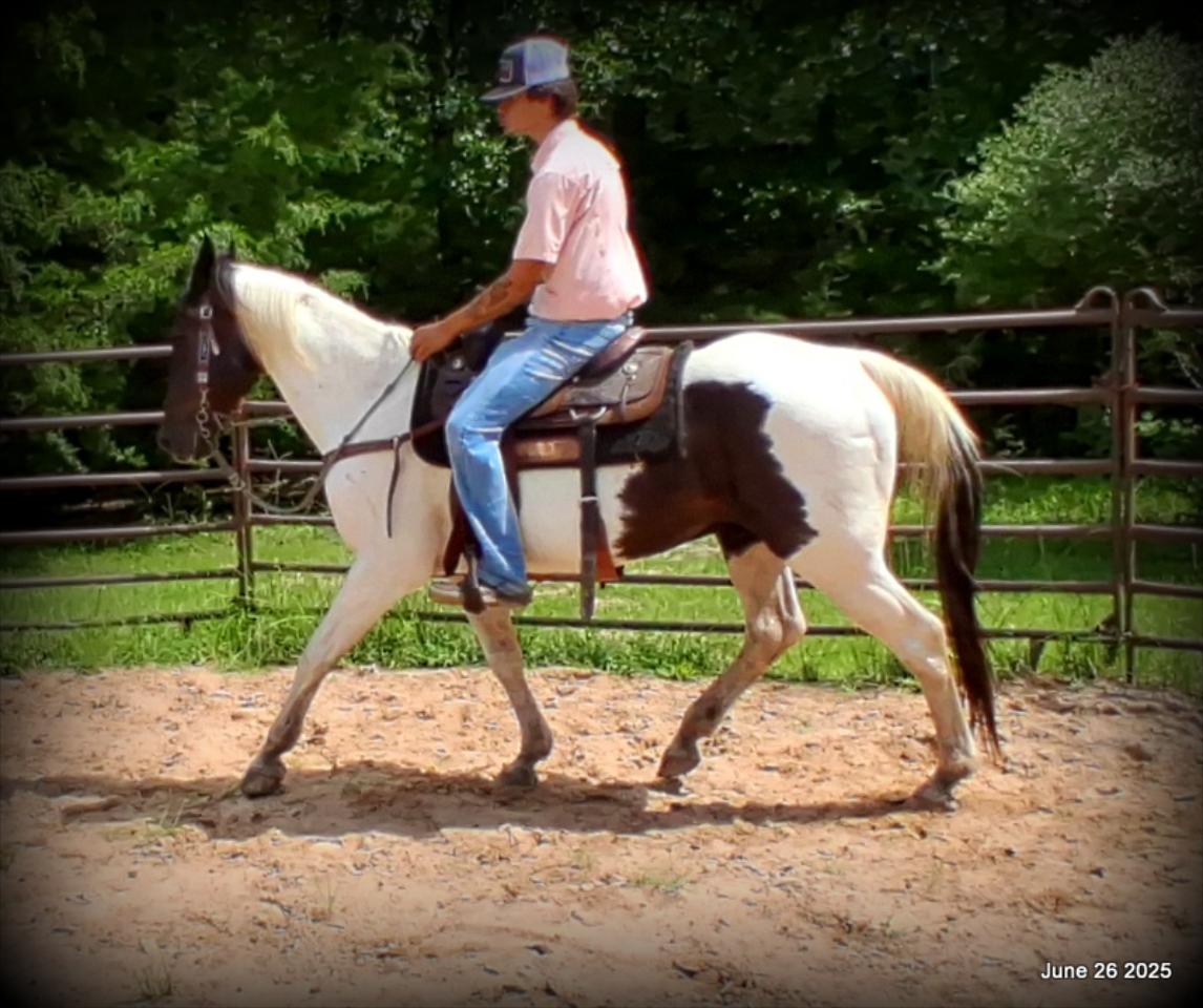 Meet Patrick – The Perfect Family Gelding!