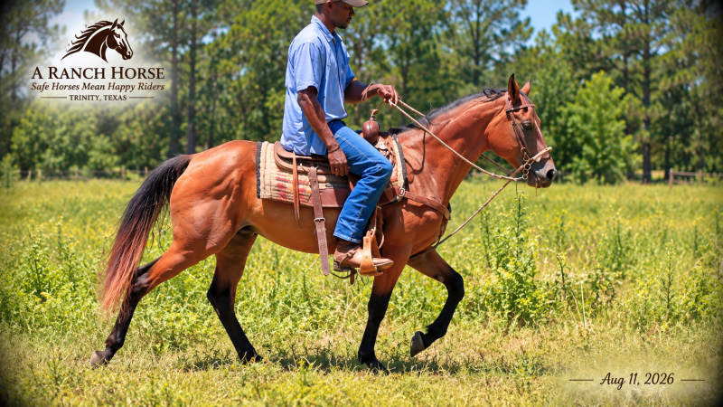 🧡🐴 Sable • Advanced Beginner, Family Friendly & Dependable Trail Mare 🧡