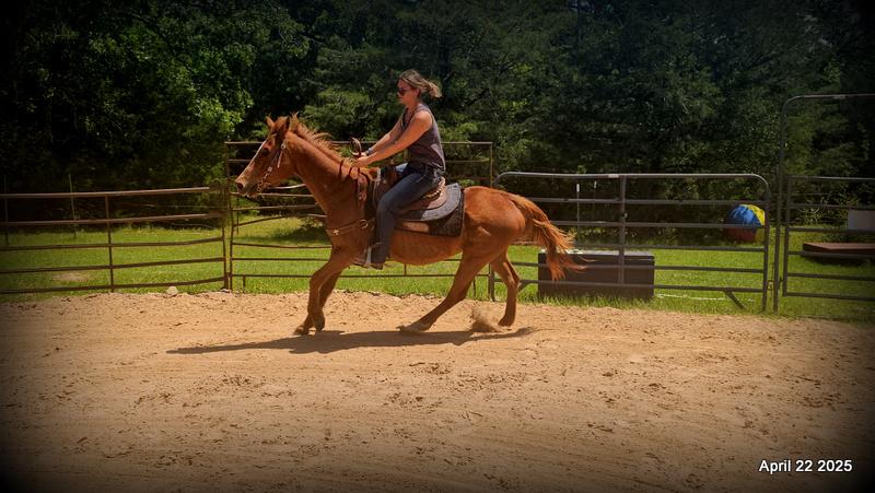 Belle’s Story: A Heart That Never Gave Up