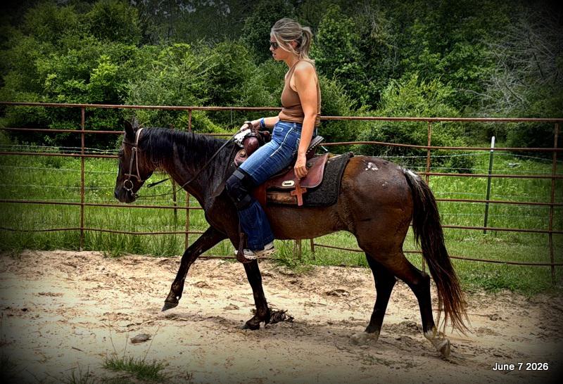 💛Bugs💛Smooth-Gaited Trail Mare 🌟