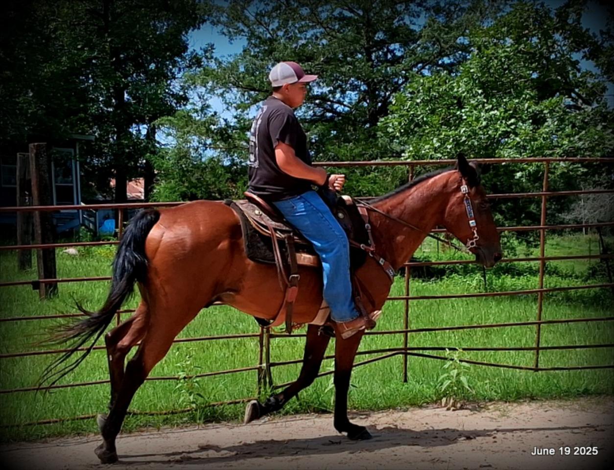 Sammy – A Comeback Story with a Heart of Gold
