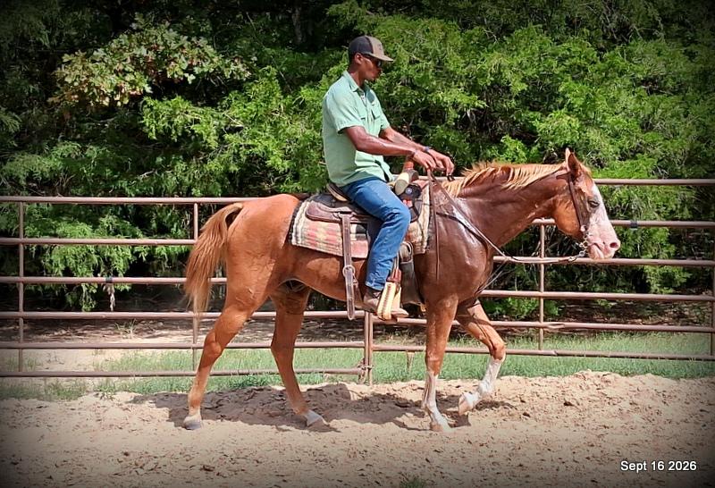 💚 Rocky | Kid-Safe Family Trail Gelding