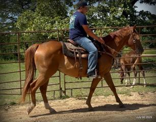 Smart Little Buzz AKA hawk