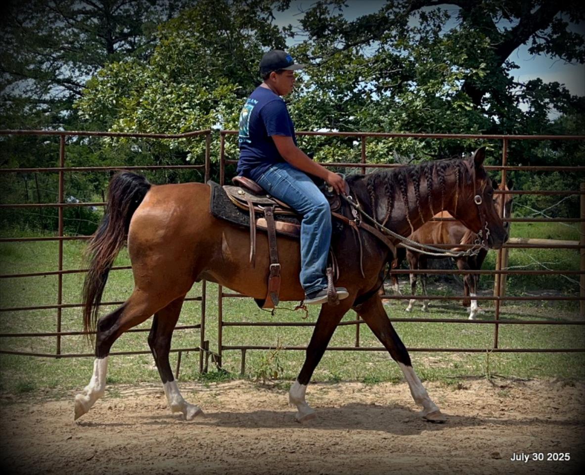 Cash- 11 Year Old Arabian Cross