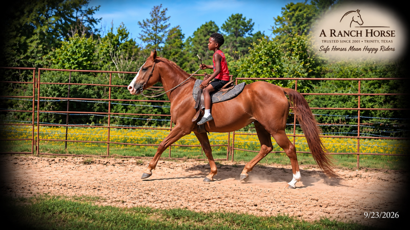 💚Brandy | Our #1 Kid-Safe Horse 💚