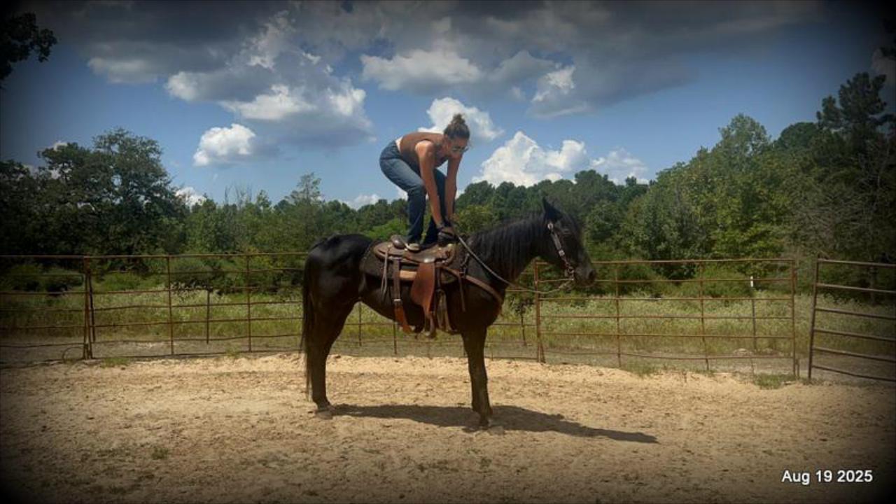 For Sale: Raven – 15-Year-Old Black Mare