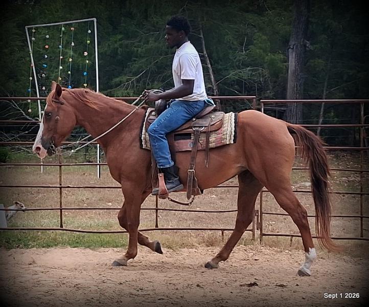 💚🐴 Brandy • Kid Safe, Family Safe & Dependable Quarter Horse Mare💚