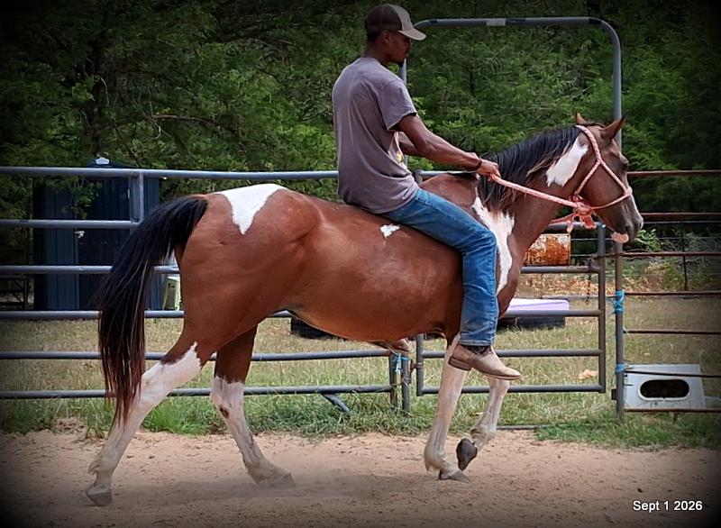 💛 🐴 Milly • Beginner Safe, Confident & Smooth Trail Mare💛
