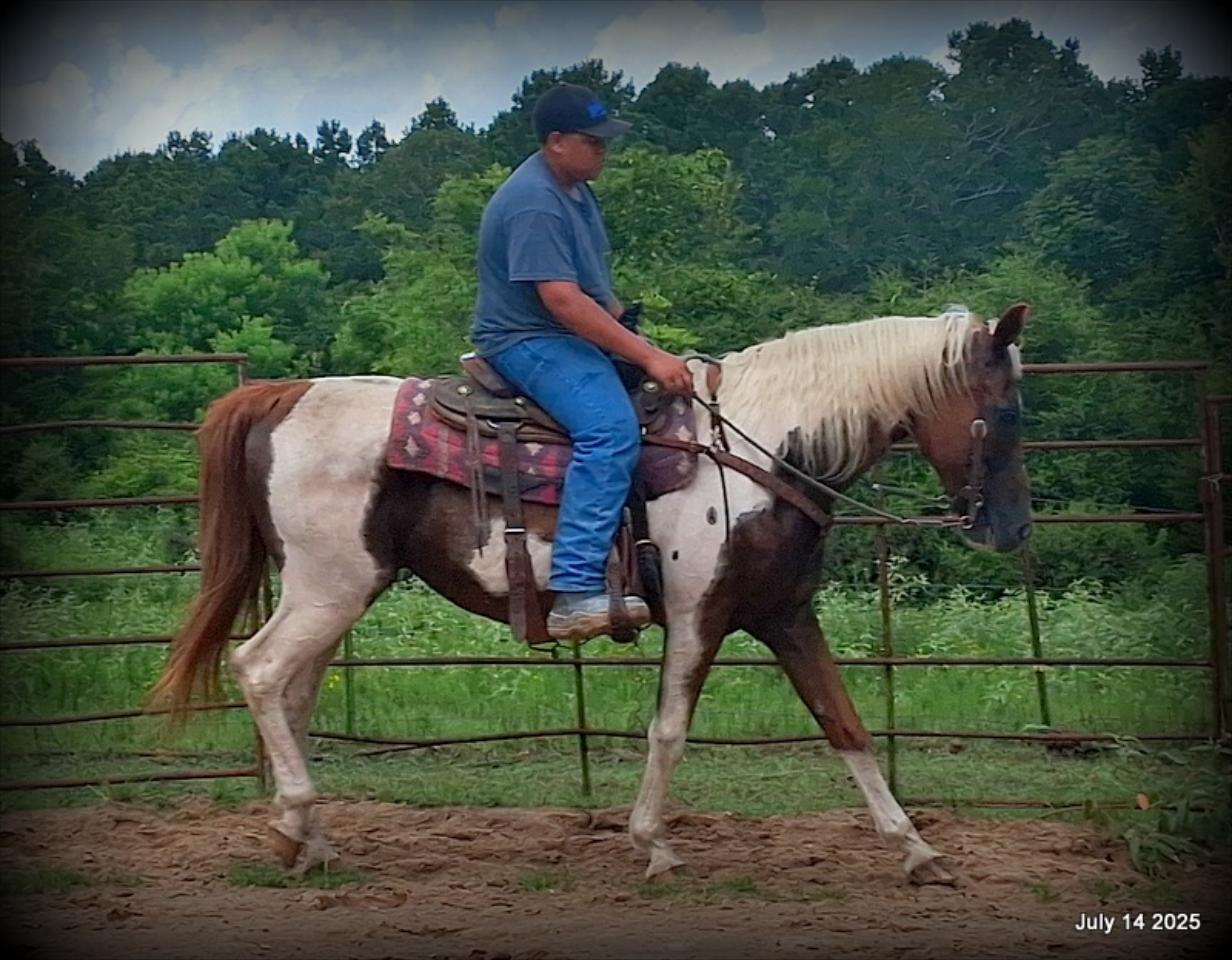 Jazzy – Beautiful Paint Mare with a Heart of Gold