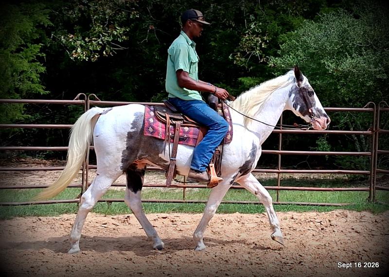 💚 Cosmo | Kid-Safe Spotted Gaited Gelding