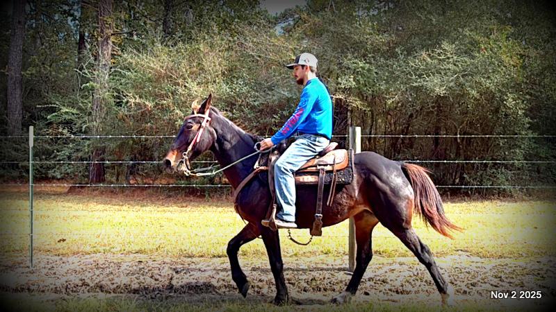 🧡Grace🧡 💔 ✨ The Underdog Who Deserves a Christmas Miracle ✨ 💔