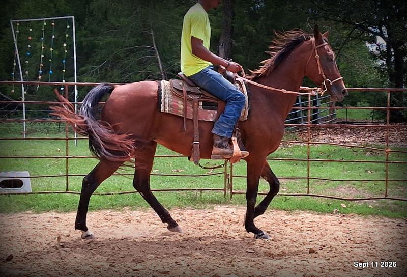 🧡 Jessica’s Beauty | Registered Standardbred Mare🧡