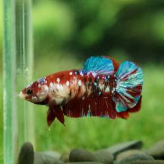 Multicolor Galaxy Koi plakat Male Betta fish