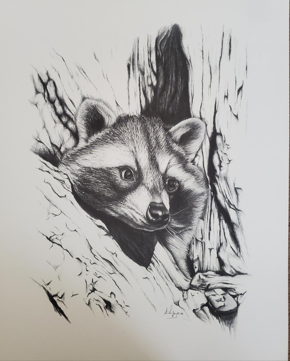 Raccoon