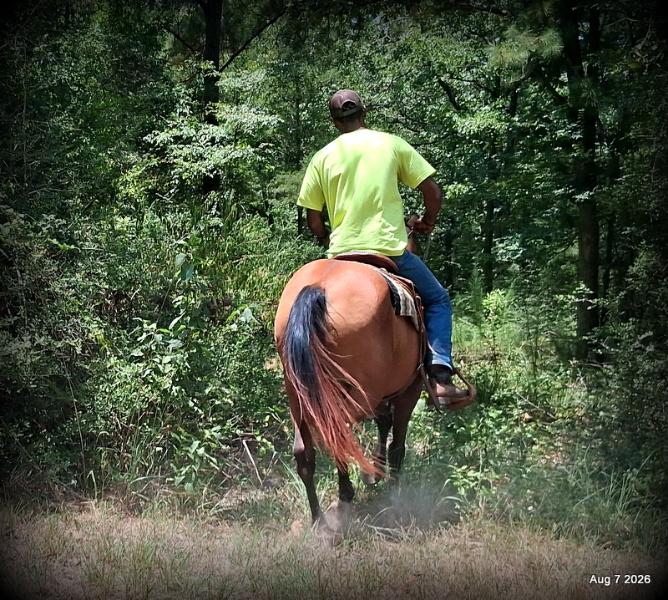 💚Sable • Beginner Safe & Family Safe Mare💚