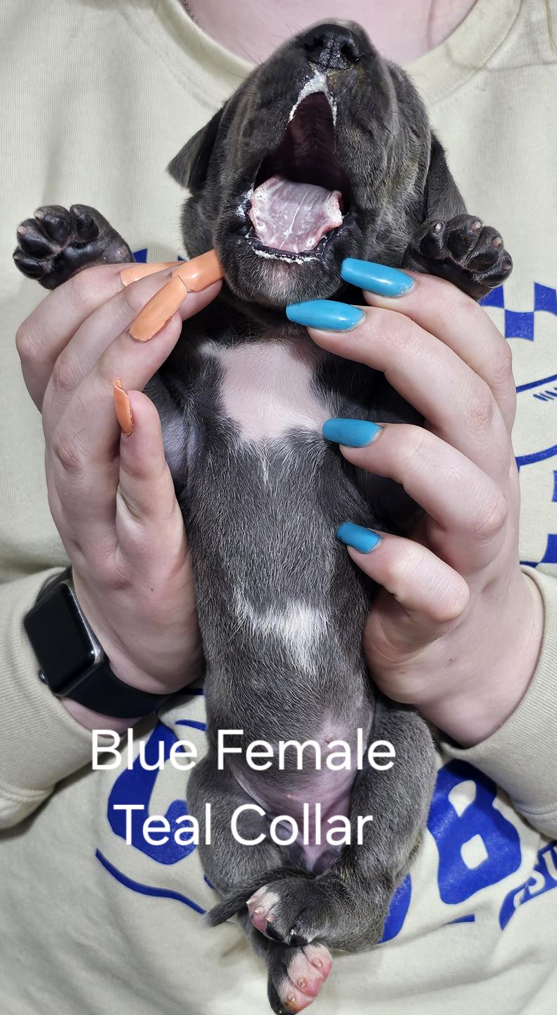 Blue Female Teal Collar (SOLD)