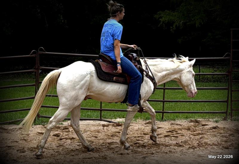 💚Prince💚Meet Prince: Your Dream Riding Partner! 👑