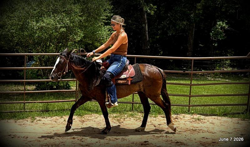 💛Bugs💛Smooth-Gaited Trail Mare 🌟