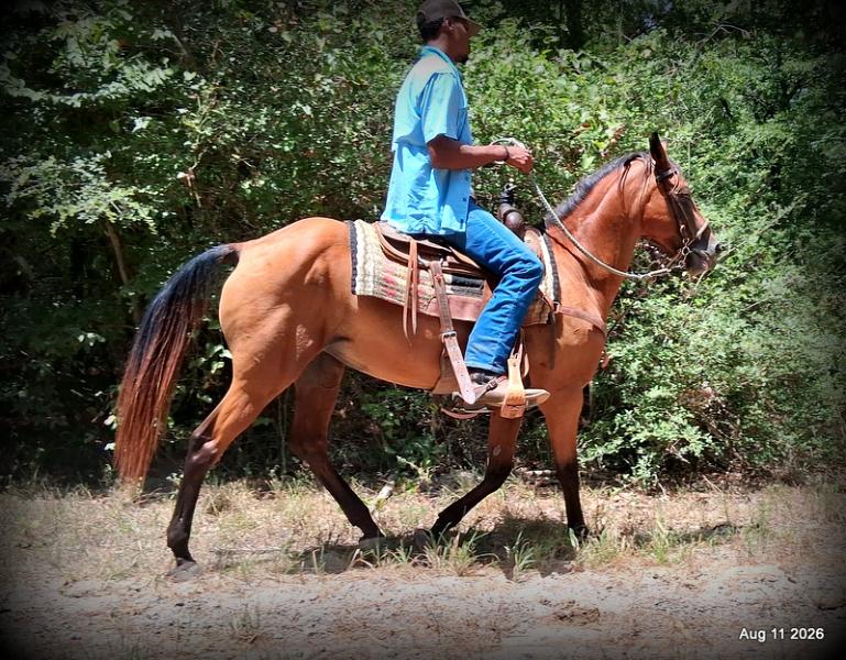💚Sable • Beginner Safe & Family Safe Mare💚