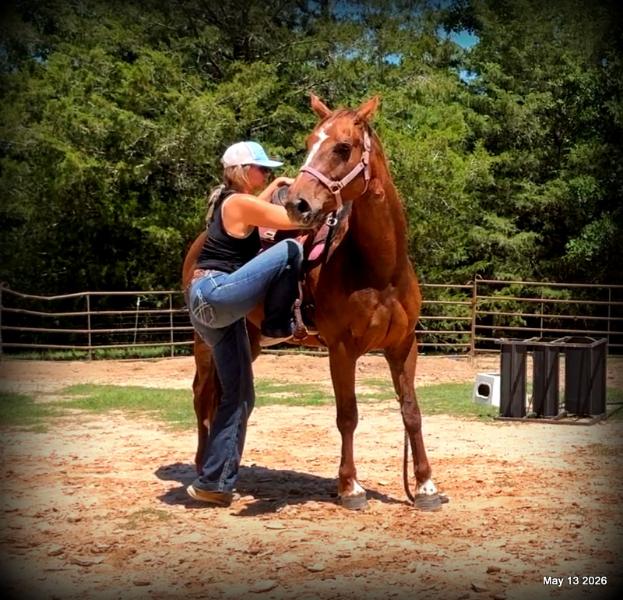 ❤️Mocha❤️Mare with a Story Still Being Written 🌟