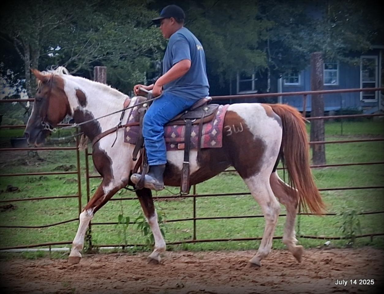 Jazzy – Beautiful Paint Mare with a Heart of Gold