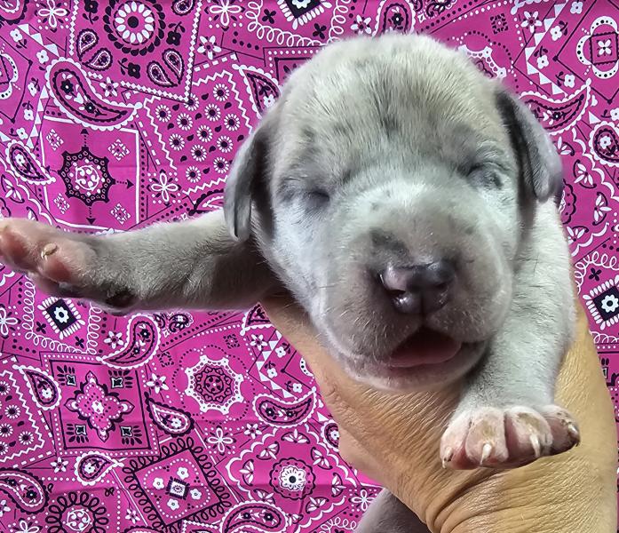Blue Merle Female Teal Collar