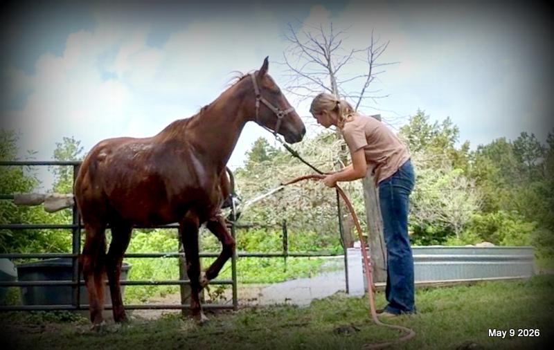 ❤️Mocha❤️Mare with a Story Still Being Written 🌟
