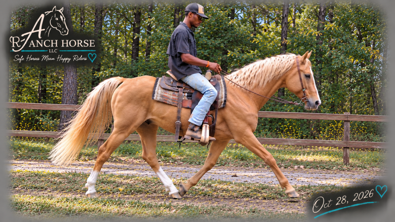 💚 DUKE 💚 KID SAFE & BEGINNER SAFE! 💚 BEAUTIFUL PALOMINO WITH A HEART OF GOLD! 🐴