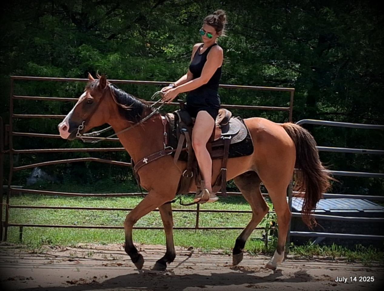 Bailey – Sweet Bay Gelding with a Heart of Gold