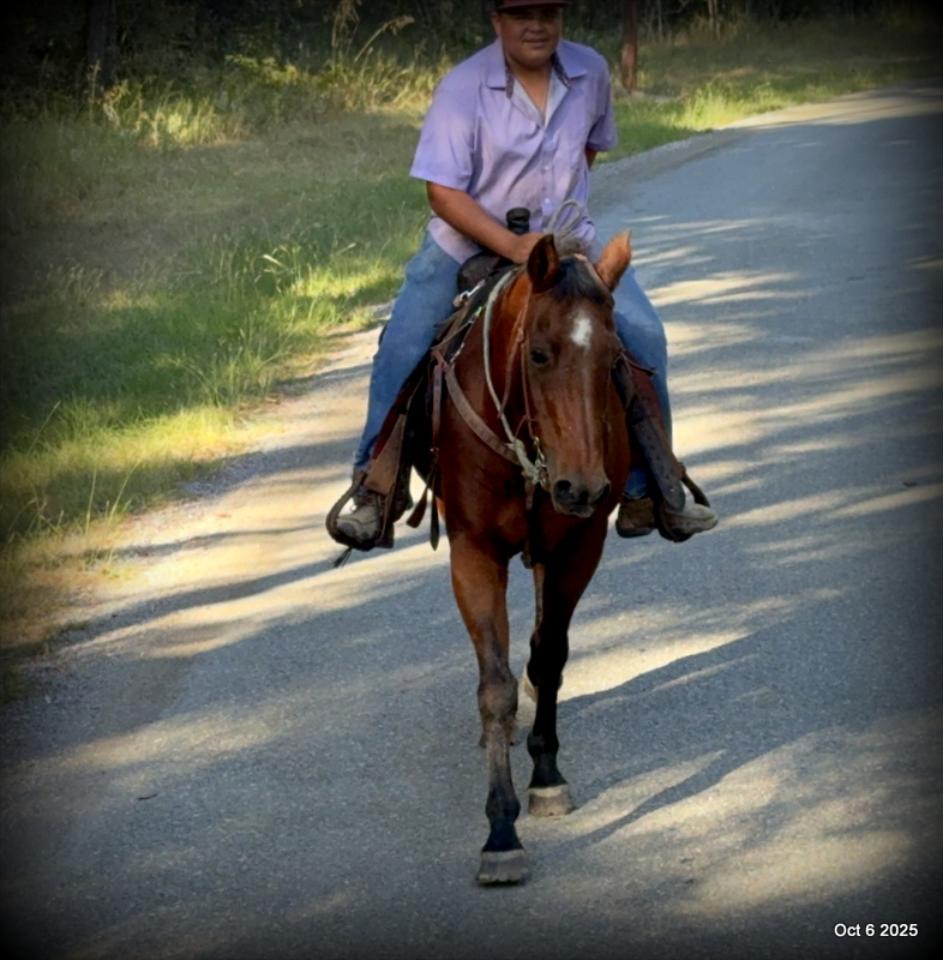 🌟 Meet Brownie – Your All-Around Ranch and Trail Partner 🌟