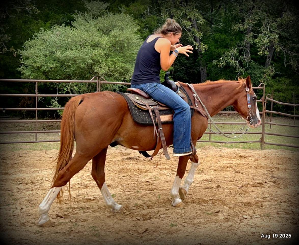 Cooper Amazing Beginners Horse