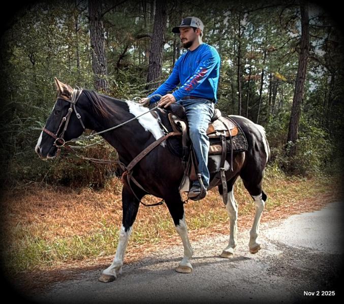 🧡Ragan🧡🎄 ✨ A Christmas Dream Horse Looking for Her Forever Home ✨ 🎄