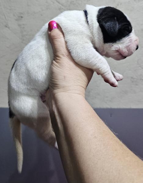 Piebald Male Blue Collar