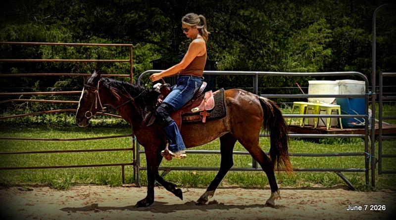 💛Bugs💛Smooth-Gaited Trail Mare 🌟